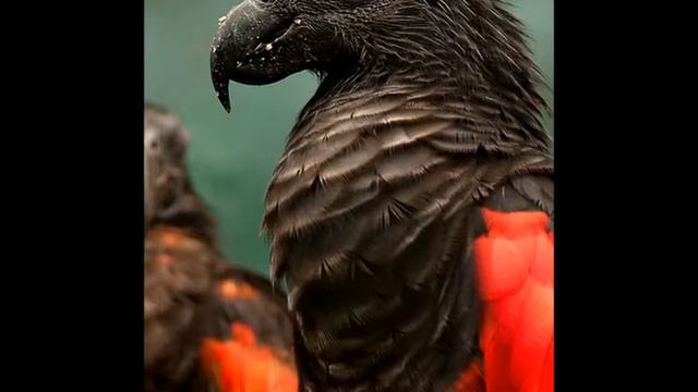 серьезная музыка смотреть онлайн