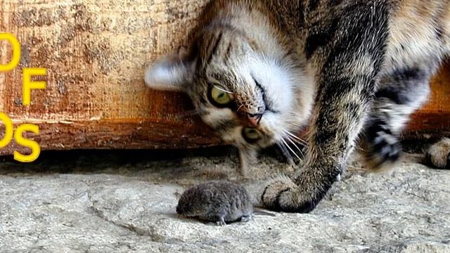 Кошки боятся мышей и птиц забавные коты компиляция Животные и Приколы150 смотреть онлайн