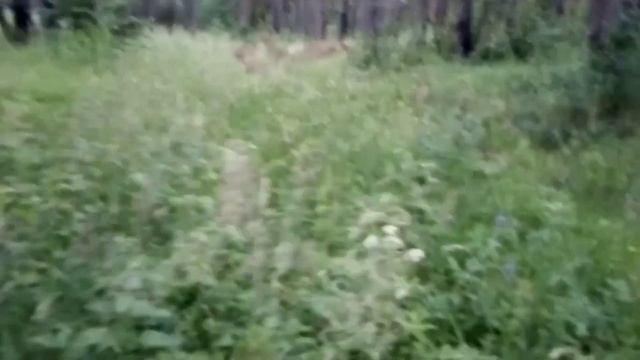 Жара...потери, убытки. Продажа коз. смотреть онлайн