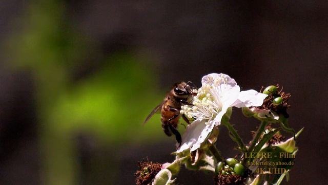 Test Video Panasonic HC X1 Wiese am kleinen Bach UHD 4K von LETRE Film Axel Ertel смотреть онлайн