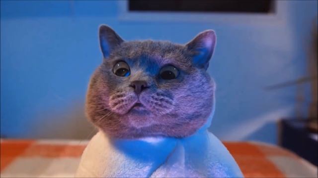 Aaron's Animals New Ultimate Funny Compilation || FunnyVines смотреть онлайн