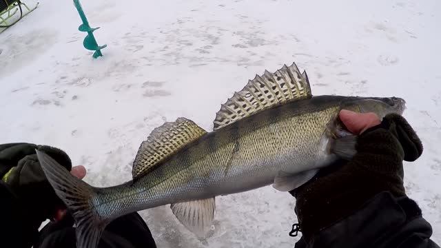 ОДЕЛ ЭТОТ ВИБ И НАЧАЛИ ЛУПИТЬ СУДАКИ! ЛОВЛЯ СУДАКА ЗИМОЙ НА ВИБЫ. Зимняя рыбалка 2022 смотреть онлайн