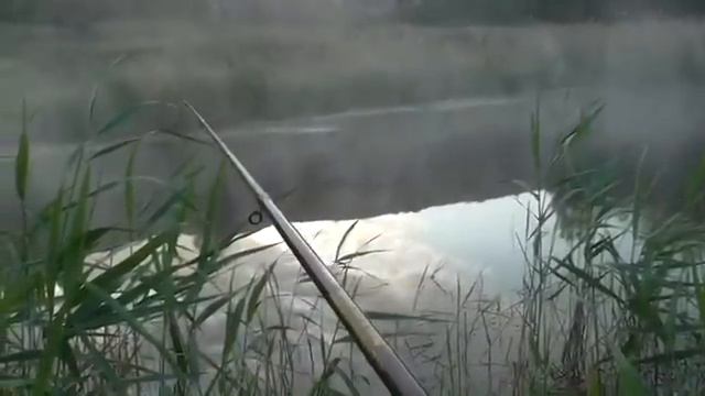 Вот это карасище!!! Клёвая рыбалка на карася 9 июня смотреть онлайн