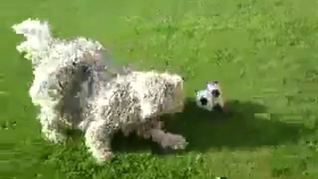 Komondor комондор