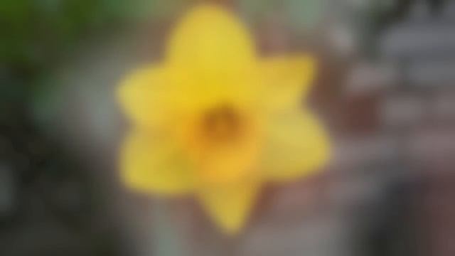 Large Variety of Daffodils set to Chopin´s Music смотреть онлайн