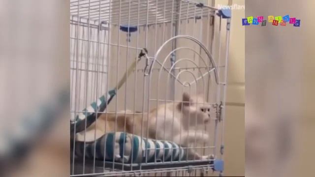 Просто приколы с котанами. Макарена. смотреть онлайн