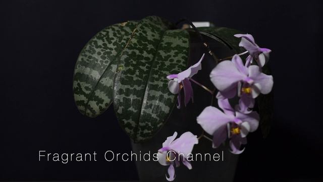 Fragrant Phalaenopsis Schilleriana MSH. Rose Fragrance.