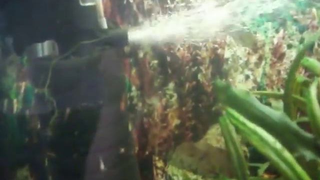 В аквариуме с большими рыбами обнаружены мальки Золотого Анцитруса смотреть онлайн