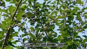 Болячки, коросты у кошек – причины и лечение кожных заболеваний