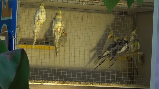 Как выбрать птенца кореллы смотреть онлайн
