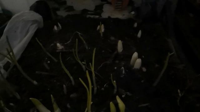 Ещё зима а в ящиках взошли :Аллиумы, Нарцисы и Гиацинты. Посадила и забыла! смотреть онлайн