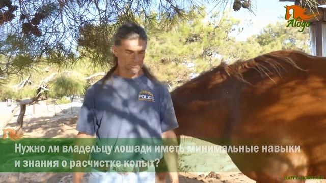 Как содержать лошадей, чтобы копыта были здоровыми? #копыта #лошади #hoof #hooves #horse смотреть онлайн