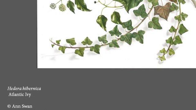 [Botanical Art Worldwide] 2018 세계식물세밀화 전시회 смотреть онлайн