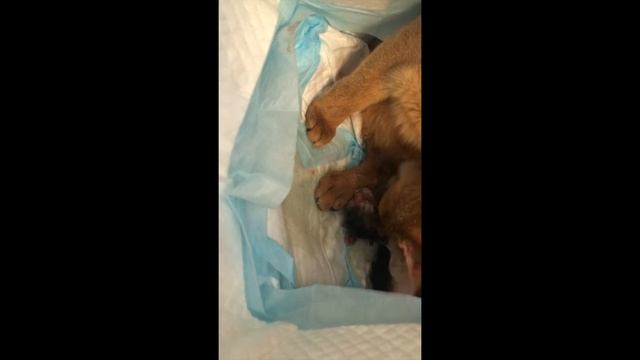 Роды кошки Дуси. смотреть онлайн