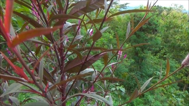 Flamingo Feather Flower (Celosia Spicata)