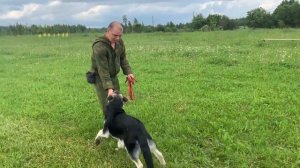 Дрессировка щенка с нуля (День 5)