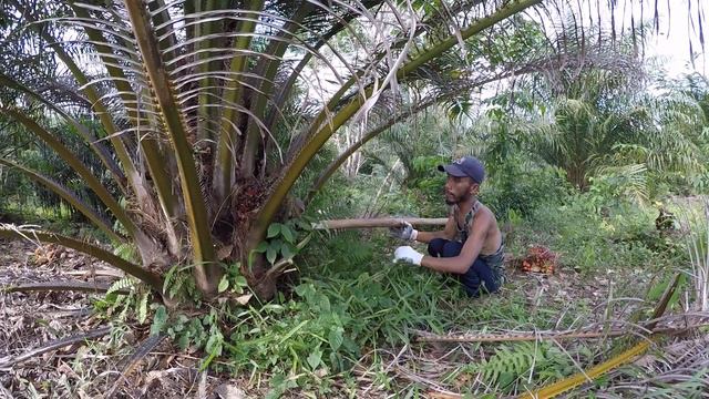 Kaget...Panen Sawit Buah Pasir Pokok Rendah Dapat Buahnya Besar2 смотреть онлайн