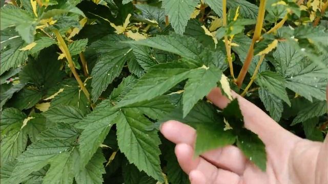 Клематис жгучий - июльское украшение сада. смотреть онлайн