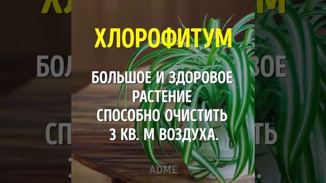 Какие растения необходимо иметь в доме! смотреть онлайн