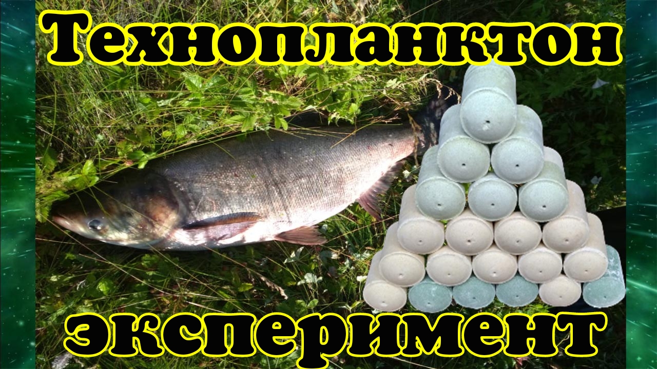 технопланктон экперимент.mp4
