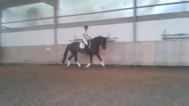 Excellentes Dressurpferd смотреть онлайн
