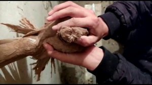 Узбекские двухчубые голуби. Размеры голубей.