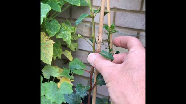 Making A Fuchsia Standard Part 4 Removing Side Shoots, Get Gardening смотреть онлайн