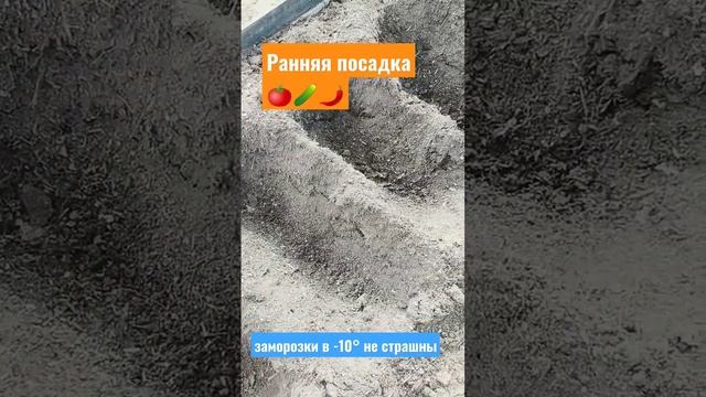 Самая ранняя посадка помидор, огурцов и перца. Защита от заморозков в -10° #рассада #сад #огород смотреть онлайн