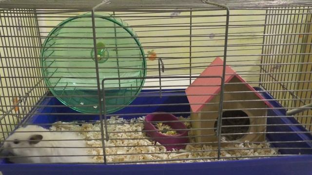 Сирийский хомяк - уход и содержание | Как ухаживать за хомяком? смотреть онлайн