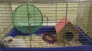 Сирийский хомяк - уход и содержание | Как ухаживать за хомяком?