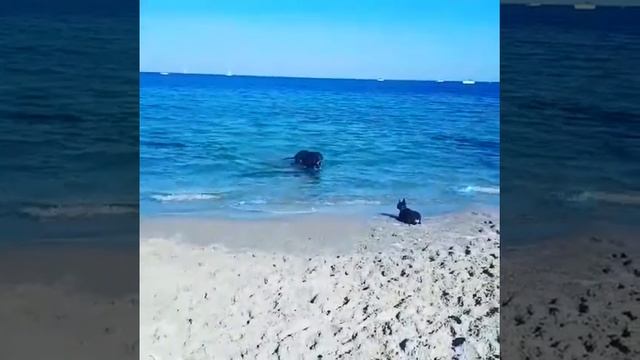 Любимый цвергпинчер / карликовый пинчер/ мини доберман смотреть онлайн