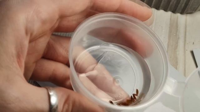 ПЕЛАРГОНИЯ(ГЕРАНЬ)ГАЦАНИЯ.КАК ПОСЕЯТЬ СЕМЕНА ПЕЛАРГОНИИ. КАК ПОСЕЯТЬ СЕМЕНА ГАЦАНИИ.2022 смотреть онлайн