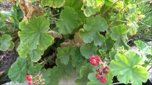 Герань выдержала 5 градусов мороза