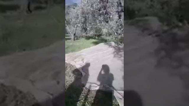 Сбор оливок на тосканской земле. смотреть онлайн