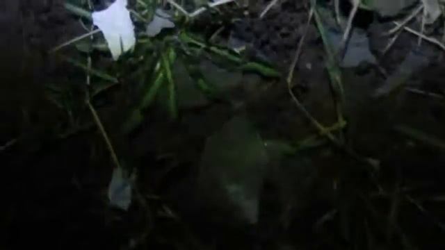 ловим выползков,вкуснейшее лакомство речной трески-налима. смотреть онлайн