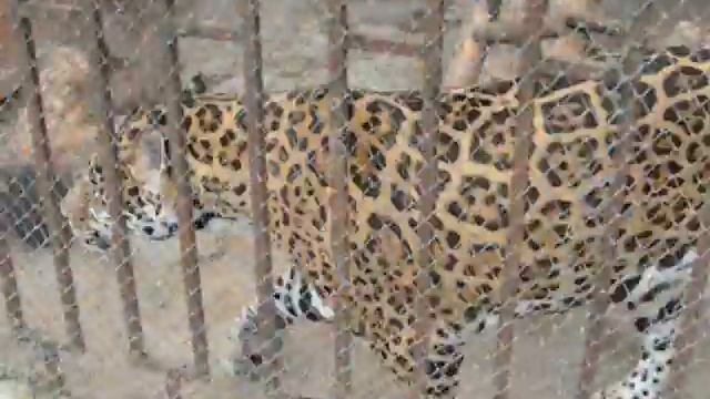 Футаж Ягуар животное. Животный мир ягуар. Видео ягуар. Ягуар животное видео. Видеофутажи смотреть онлайн