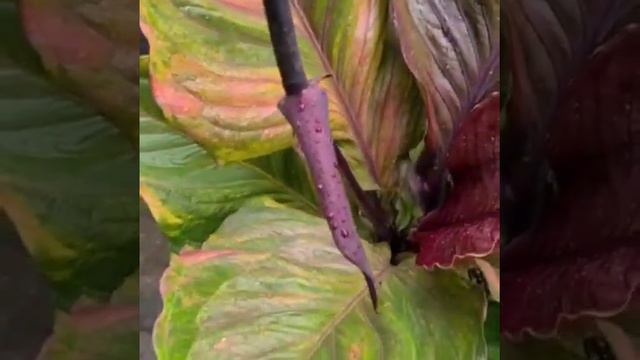 Anthurium Jemanii Pink Red Dragon смотреть онлайн