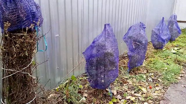 Обзор роста туи из черенков ноябрь 2023 г смотреть онлайн