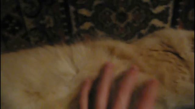 Пушистое кошачье пузо! Fluffy cat belly! смотреть онлайн