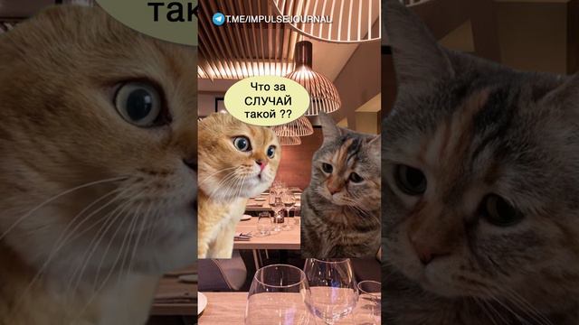 История знакомства #мем #мыкотики #приколы #юмор #разговор #анекдот #шутки #котики смотреть онлайн