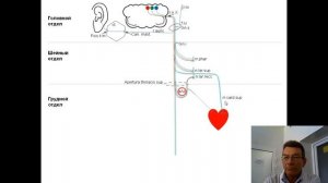 Блуждающий нерв: анимационная схема