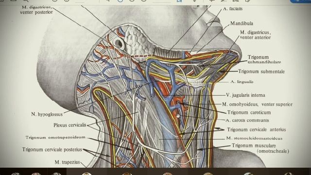 Анатомия с АВ. Мышцы, фасции и топография шеи. смотреть онлайн
