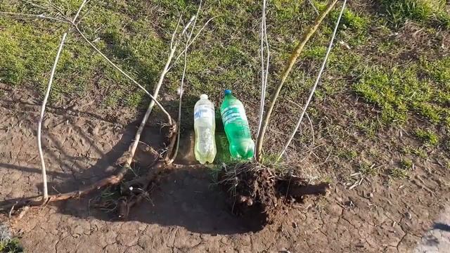 Аморфа кустарная Медонос и пыльценос ,лекарственное растение смотреть онлайн