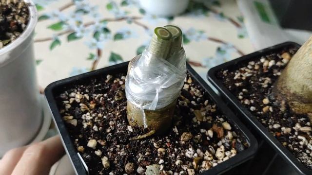 ? АДЕНИУМЫ ? и СНОВА прививки и новинки #адениум #bonsai #adenium