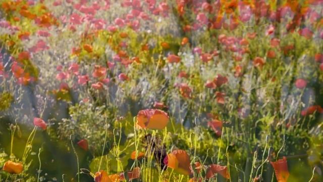 Nice Music For Relaxation, Meditation And Deep Sleep | Beautiful Wildflowers.