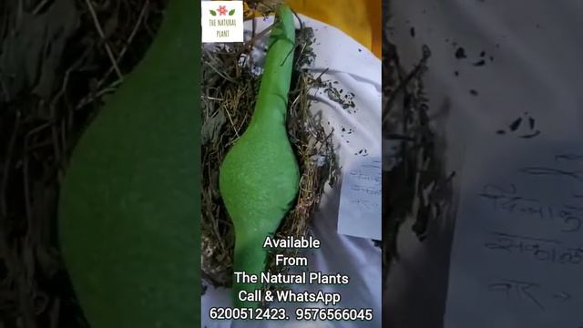 Parcel Packing 5/5/2023 Pungi Jungali kaddu available from the natural plants 6200512423 9576566045 смотреть онлайн