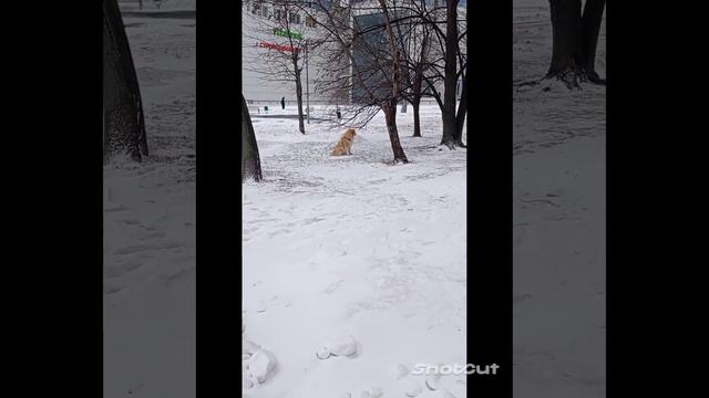 КТО ЧЕЙ ХОЗЯИН? И КТО ЧЕЙ ПЁС? ОТВЕТ ОЧЕВИДЕН 😂 смотреть онлайн