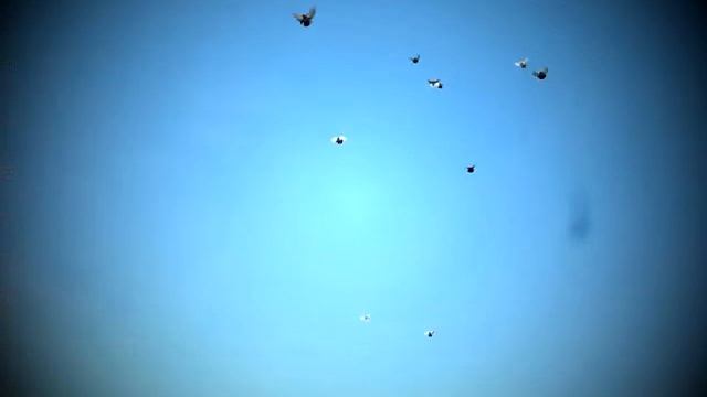 голуби Верхняя Хава 2018 смотреть онлайн