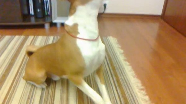 Басенджи поет