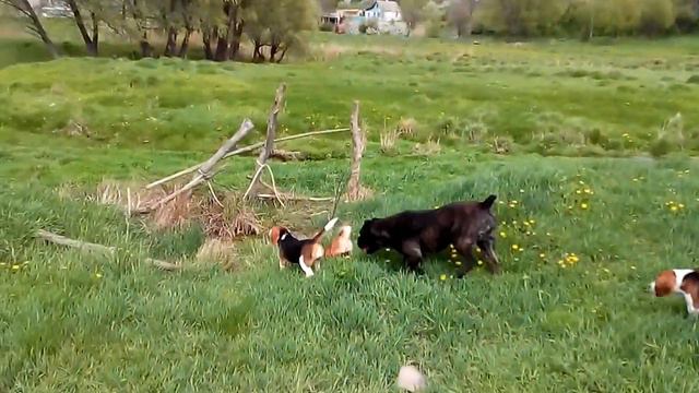 VID 20160419 131809 смотреть онлайн
